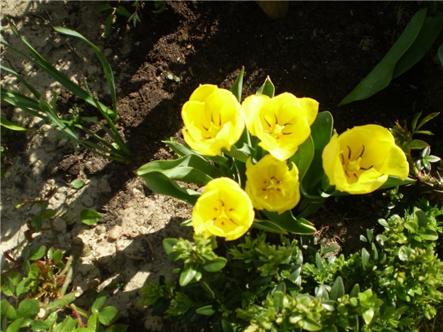 tulipan